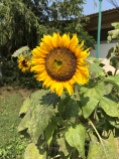 Sunflower :)